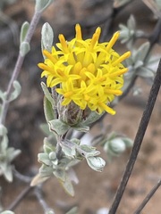 Pteronia cinerea