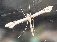 Platyptilia