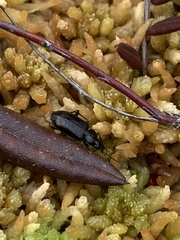Agonum