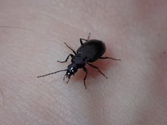 Agonum