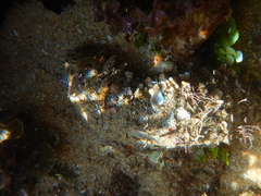 Holothuria inornata