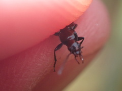 Agonum