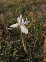 Moraea cedarmontana