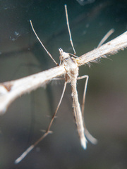 Platyptilia