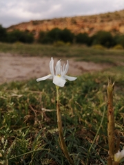 Moraea cedarmontana