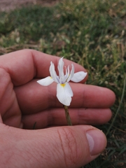 Moraea cedarmontana