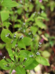 Stevia micrantha