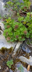Teucrium pyrenaicum