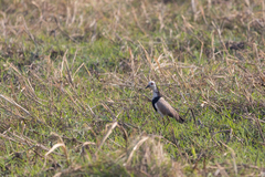 Vanellus crassirostris