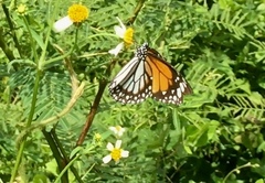 Danaus melanippus hegesippus