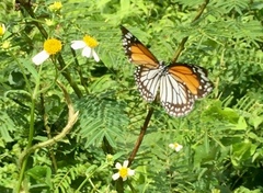 Danaus melanippus hegesippus