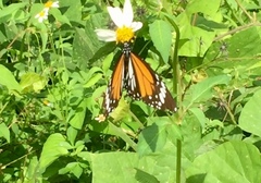 Danaus melanippus hegesippus