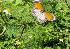 Danaus melanippus hegesippus