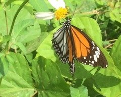 Danaus melanippus hegesippus
