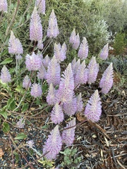 Ptilotus exaltatus