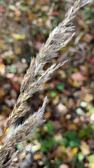 Calamagrostis epigejos