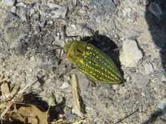 Julodis ehrenbergii