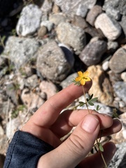 Kallstroemia parviflora