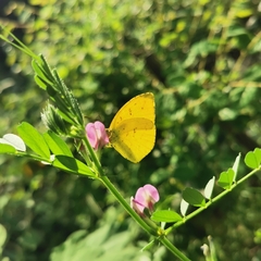 Eurema mandarina