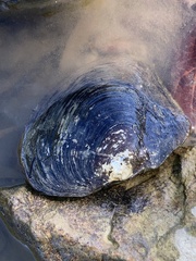 Lasmigona complanata