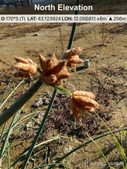 Schoenoplectus lacustris