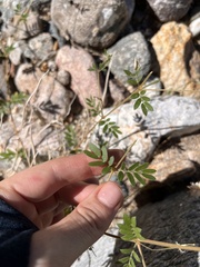Kallstroemia parviflora