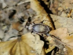 Carabus linnaei