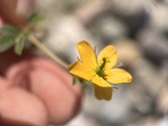 Kallstroemia parviflora