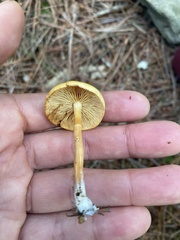 Pluteus chrysophlebius
