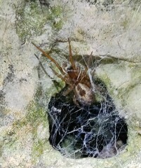 Amaurobius fenestralis