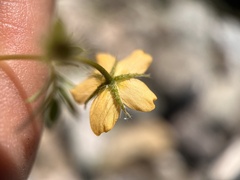 Kallstroemia parviflora