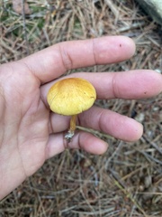 Pluteus chrysophlebius