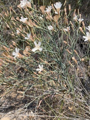 Limonium longifolium