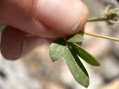 Kallstroemia parviflora
