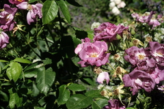 Rosa gallica