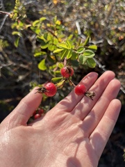 Rosa spithamea