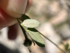 Kallstroemia parviflora