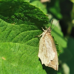 Mahathala ameria