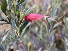 Eremophila glabra