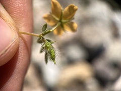 Kallstroemia parviflora
