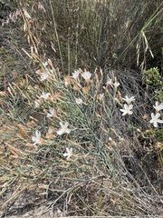 Limonium longifolium