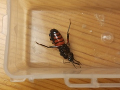 Ectrychotes andreae