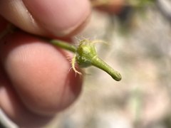 Kallstroemia parviflora