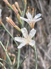 Limonium longifolium