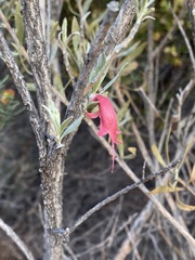 Eremophila glabra