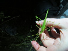 Acrometopa syriaca