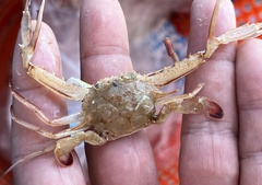 Achelous spinicarpus