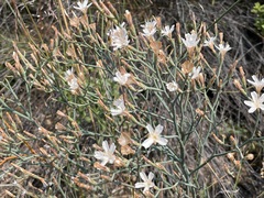 Limonium longifolium