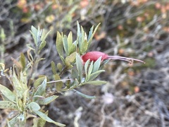 Eremophila glabra
