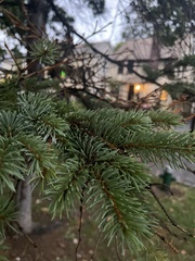 Pinaceae